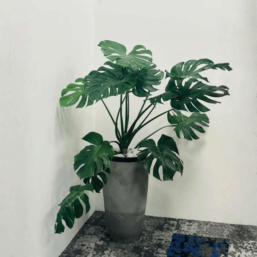 Plant Rental & Maintenance