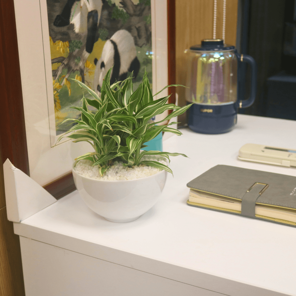 Designer Planters