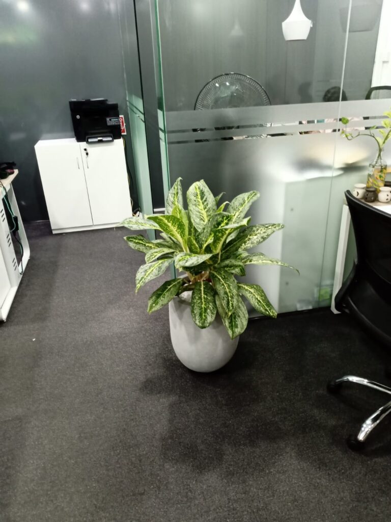 Salota (Pvt) Ltd by Golden Leaves
