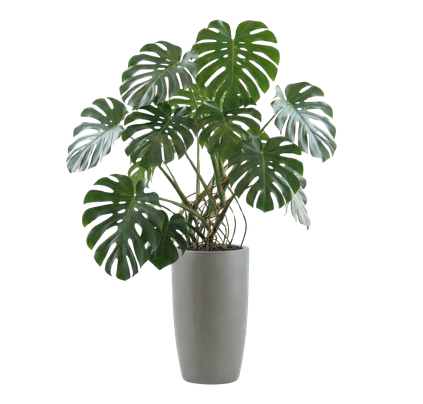 Trebi (Scindapsus) — indoor plant for rent