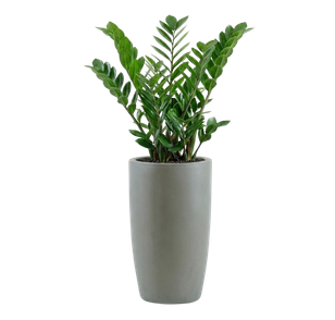 ZZ / Zenzi Plant — indoor plant for rent