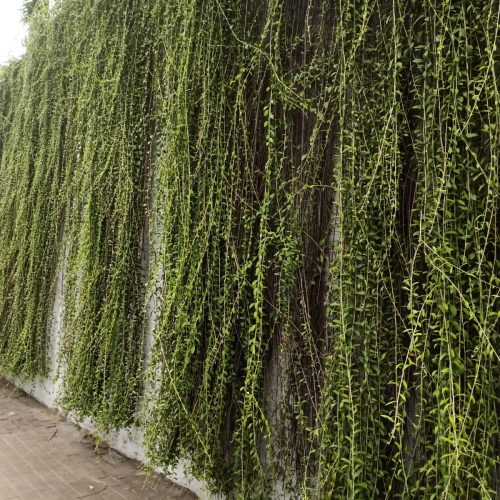 IMG-20250619-WA0033(2)